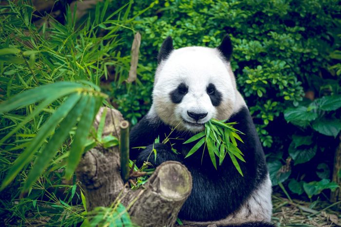 La Tierra del Oso Panda