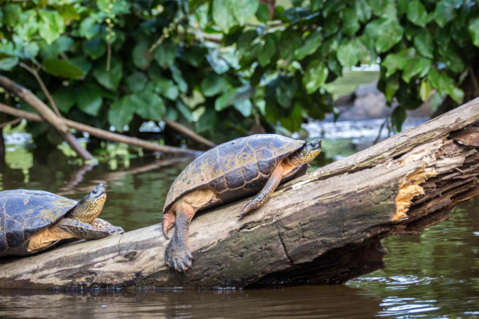 Selvas, Junglas y Tortugas en Costa Rica a tu aire