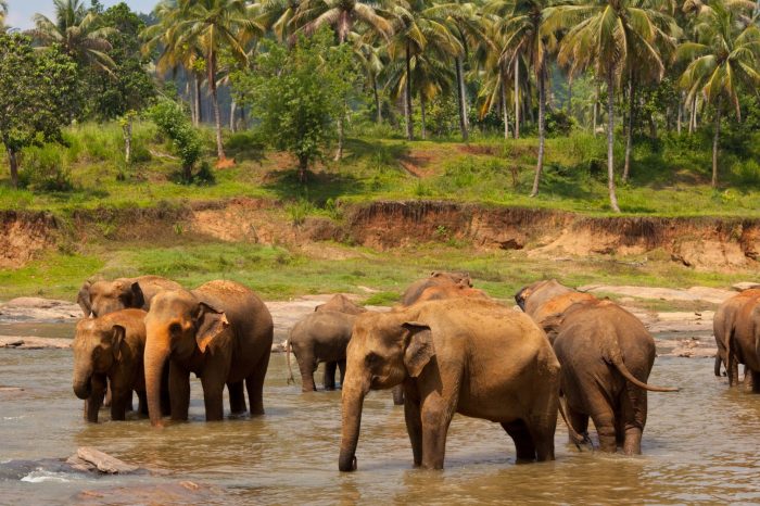 Impresiones de Sri Lanka